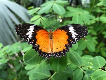 Close-up of butterfly on flower