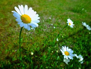 Close-up of white daisy flower on field