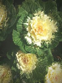 Close-up of yellow flower