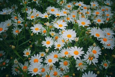 Full frame shot of yellow flowers blooming in field