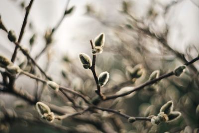 Close-up of twigs on twig