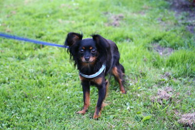 Portrait of black dog on field