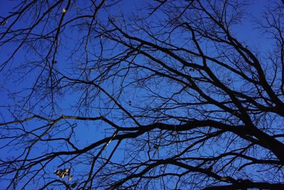 Low angle view of bare tree against blue sky