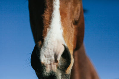 Close-up of horse at ranch