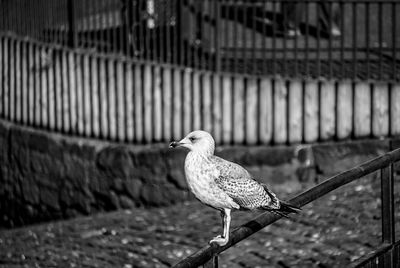 Side view of a bird on railing