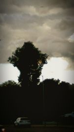 Trees against cloudy sky