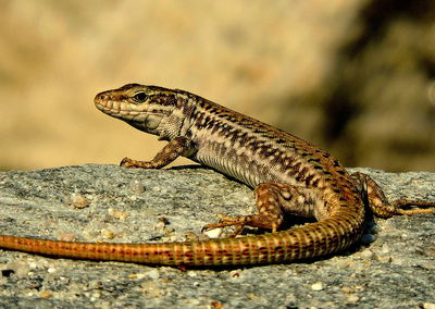 View of lizard on rock