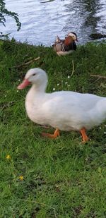 View of ducks on grassy field