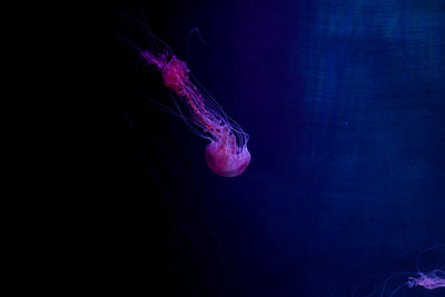 Close-up of jellyfish swimming in sea