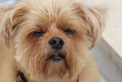 Close-up portrait of dog