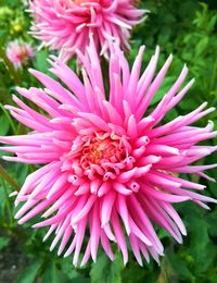 Close-up of pink flower