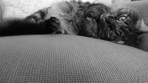 Close-up of cat relaxing on bed at home