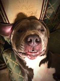 Close-up portrait of dog at home