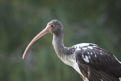 Close-up of a bird