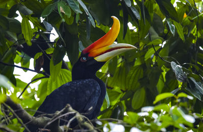Bird perching on a tree