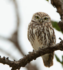 Low angle view of bird perching on branch