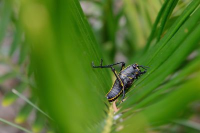 Close-up of insect on plant