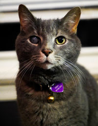 Close-up portrait of a cat