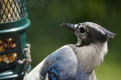 Close-up of blue jay perching on bird feeder