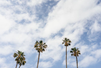 Low angle view of palm trees against sky