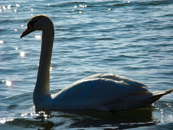 Swan swimming in lake