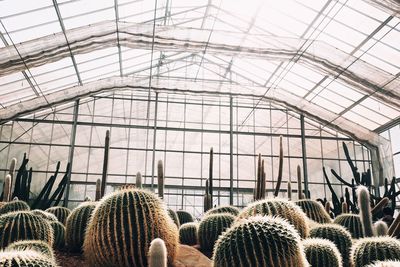 Rear view of people in greenhouse