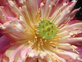 Close-up of pink flower