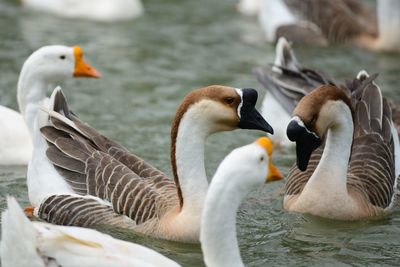 Close-up of ducks swimming in lake