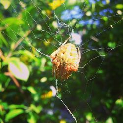 Close-up of spider web