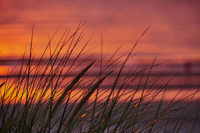 Close-up of wheat field against sky during sunset