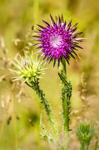 Close-up of purple thistle flower