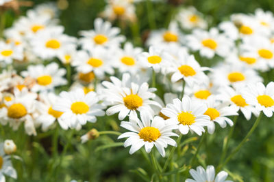 Close-up of white daisy flowers