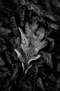 Full frame shot of dried autumn leaf on field