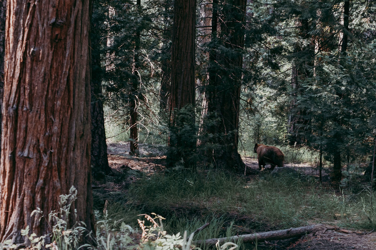 VIEW OF TREES IN FOREST