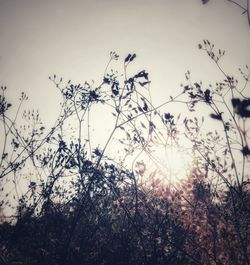 Low angle view of flowering plants on field against sky