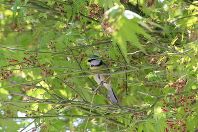 Bird perching on a tree