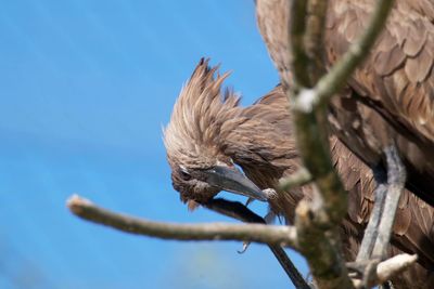 Low angle view of bird perching on branch