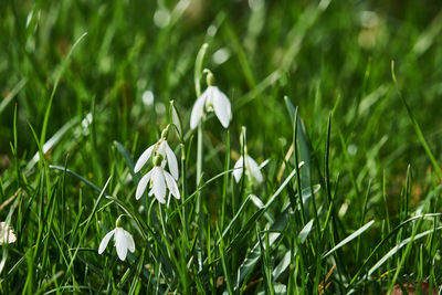 Close-up of white flowering plants on field