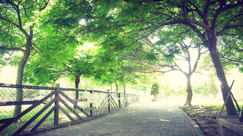 Empty footpath amidst trees in park