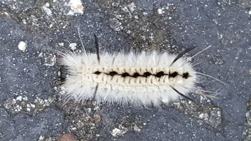 Directly above shot of caterpillar