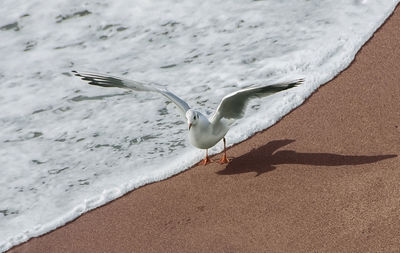 Close-up of seagull flying over beach