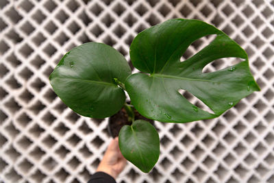 Close-up of succulent plant