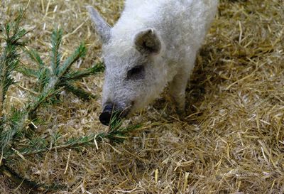 High angle view of sheep