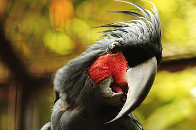 Palm cockatoo's headshot