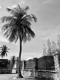Low angle view of palm trees at beach against sky