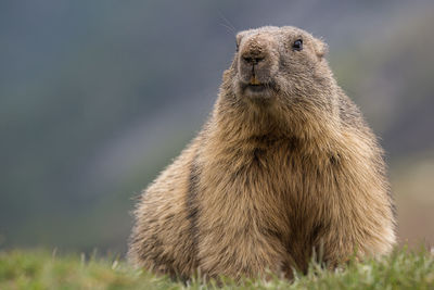 Portrait of groundhog