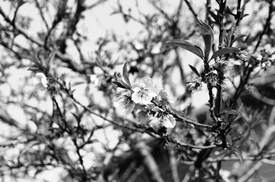 Close-up of tree branch