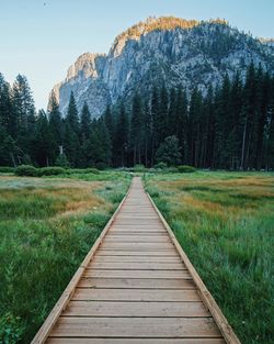 Dirt road amidst pine trees against sky