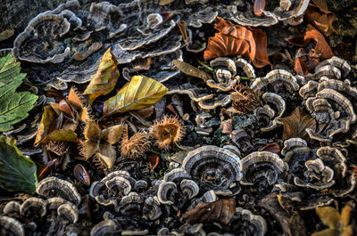 Full frame shot of dry plants