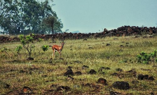 Horse in a field